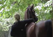 Riding Lessons - Boarding - Sales